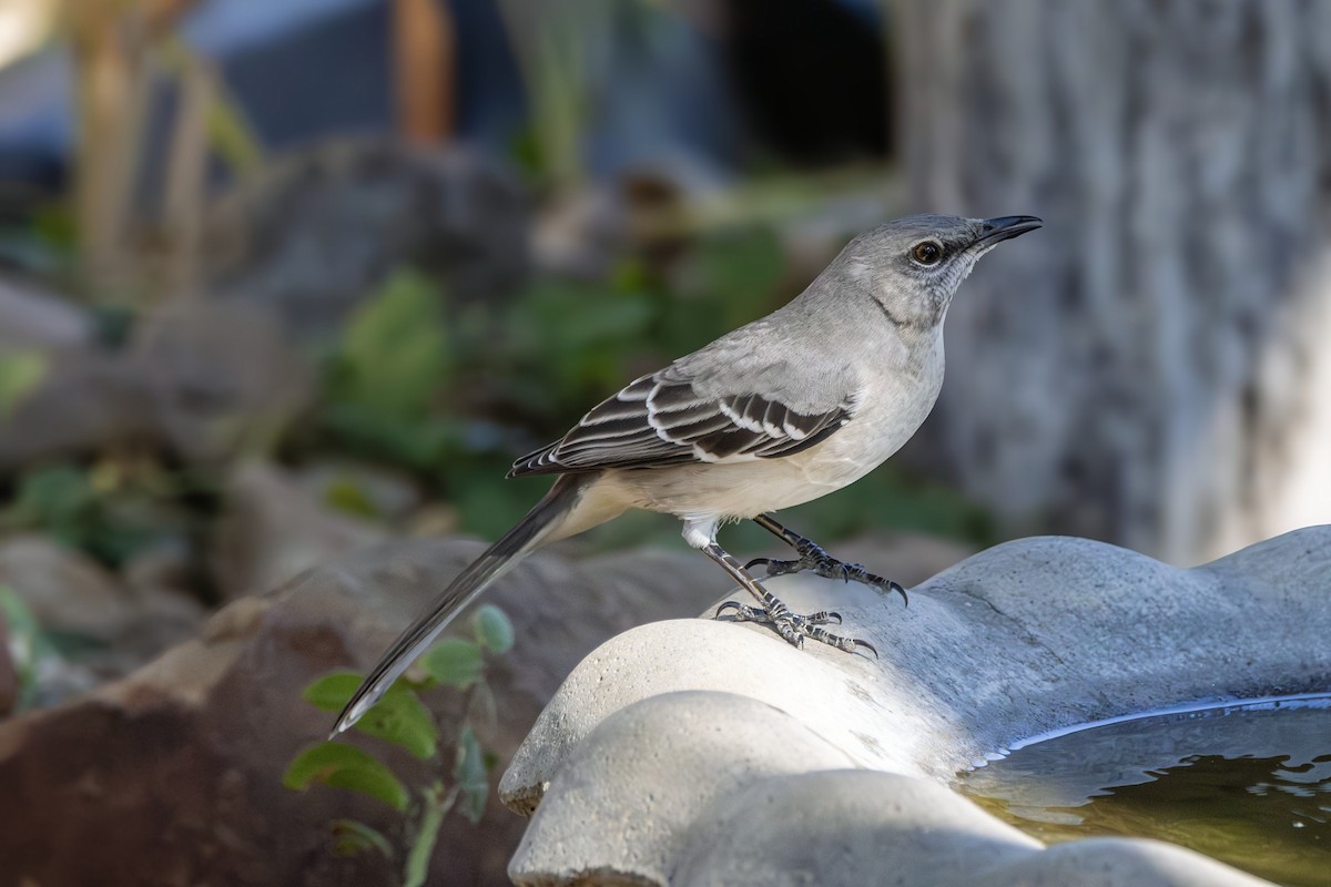 Northern Mockingbird - ML646382179
