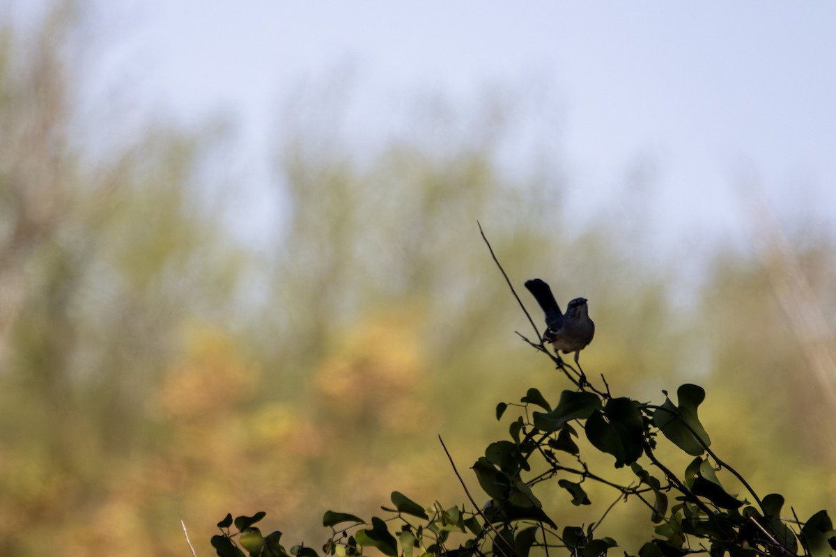 Northern Mockingbird - ML646382180