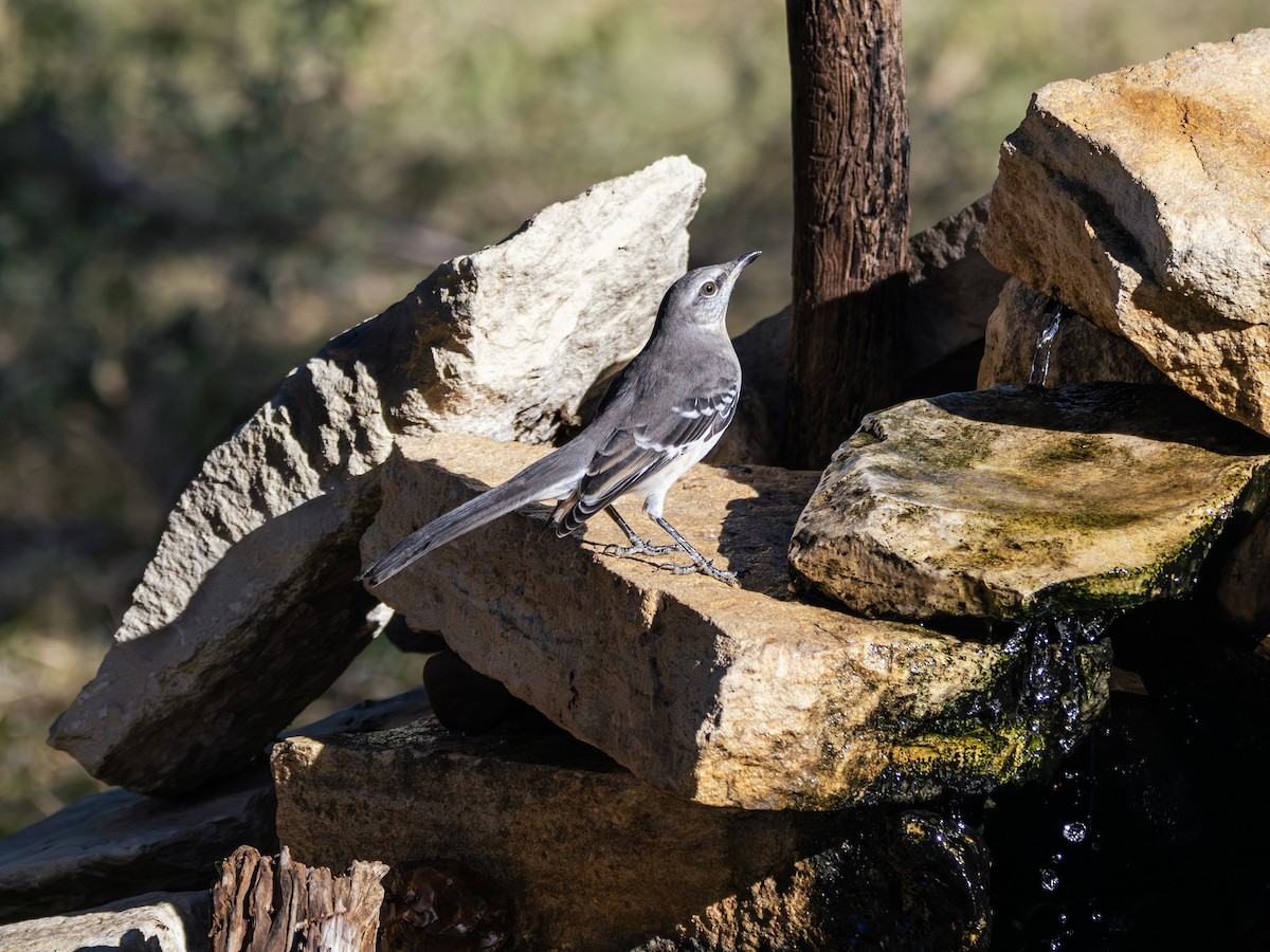 Northern Mockingbird - ML646382181