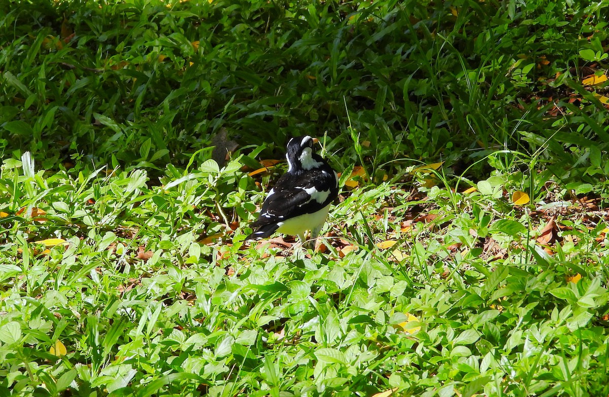 Magpie-lark - ML646382183