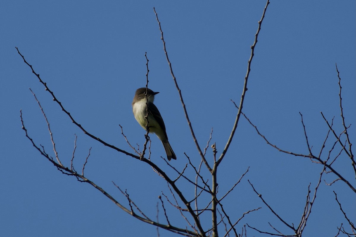 tyranovec domácí - ML646382194