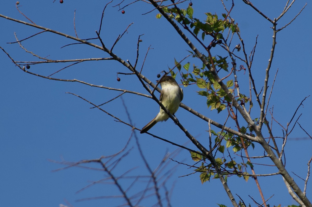 tyranovec domácí - ML646382195