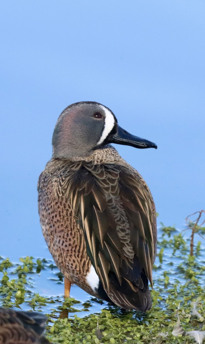 Blue-winged Teal - ML646382196