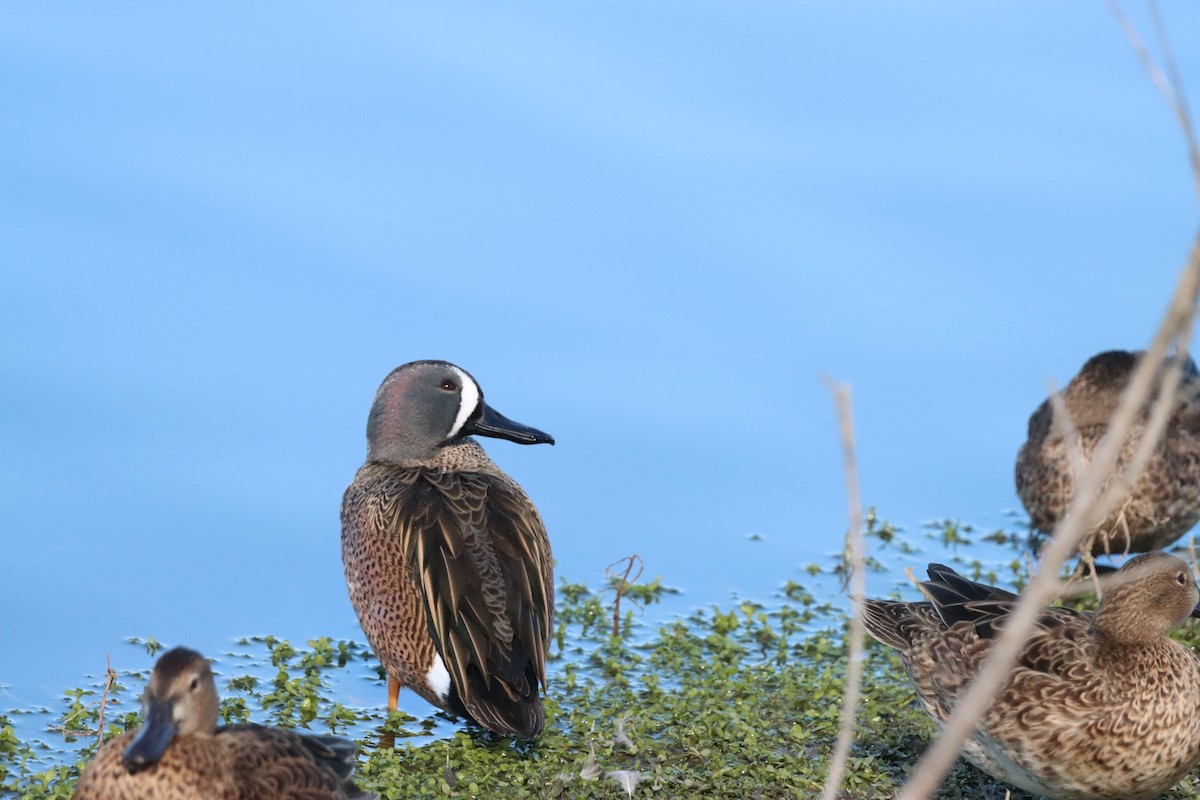 Blue-winged Teal - ML646382197