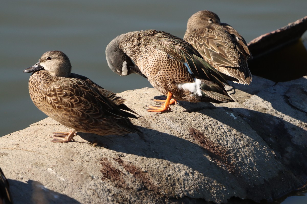 Blue-winged Teal - ML646382198