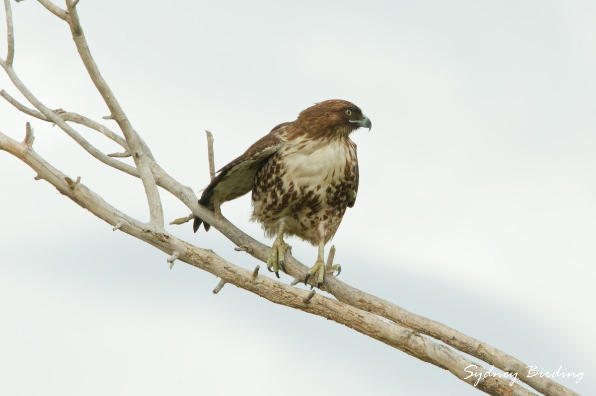 Zapelatz buztangorria - ML646382202