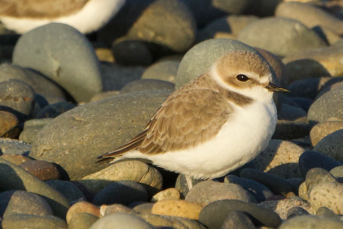 Snowy Plover - ML646382203