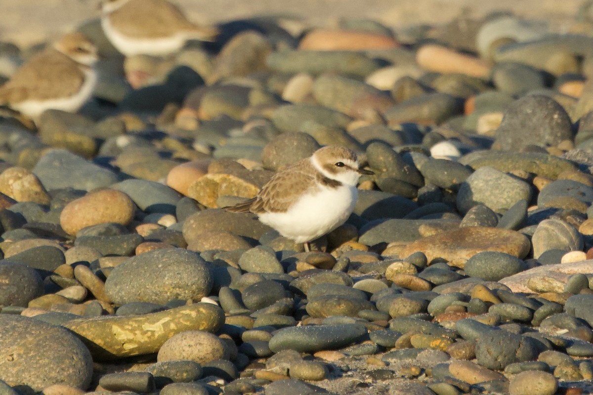 Snowy Plover - ML646382204
