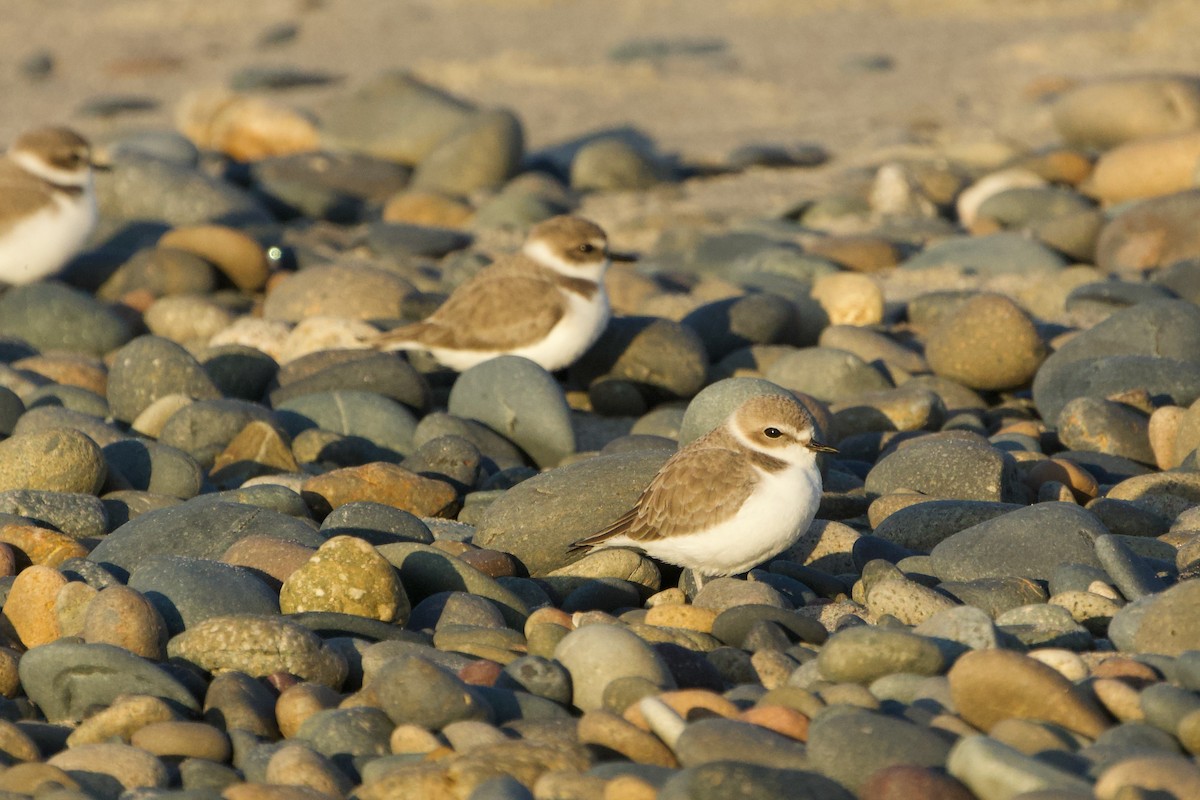 Snowy Plover - ML646382205