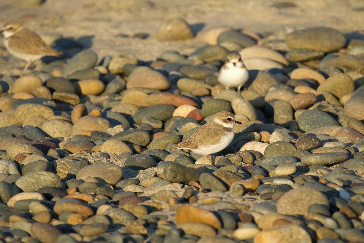 Snowy Plover - ML646382206