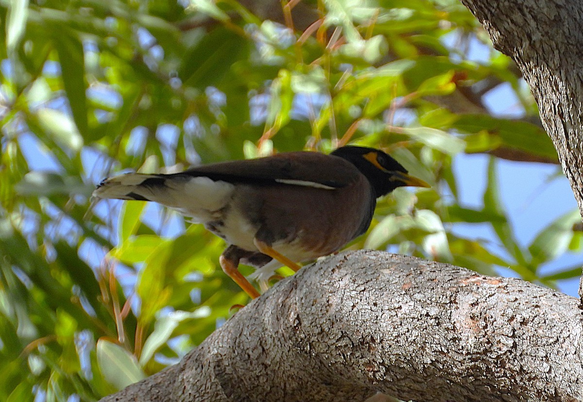 Common Myna - ML646382207