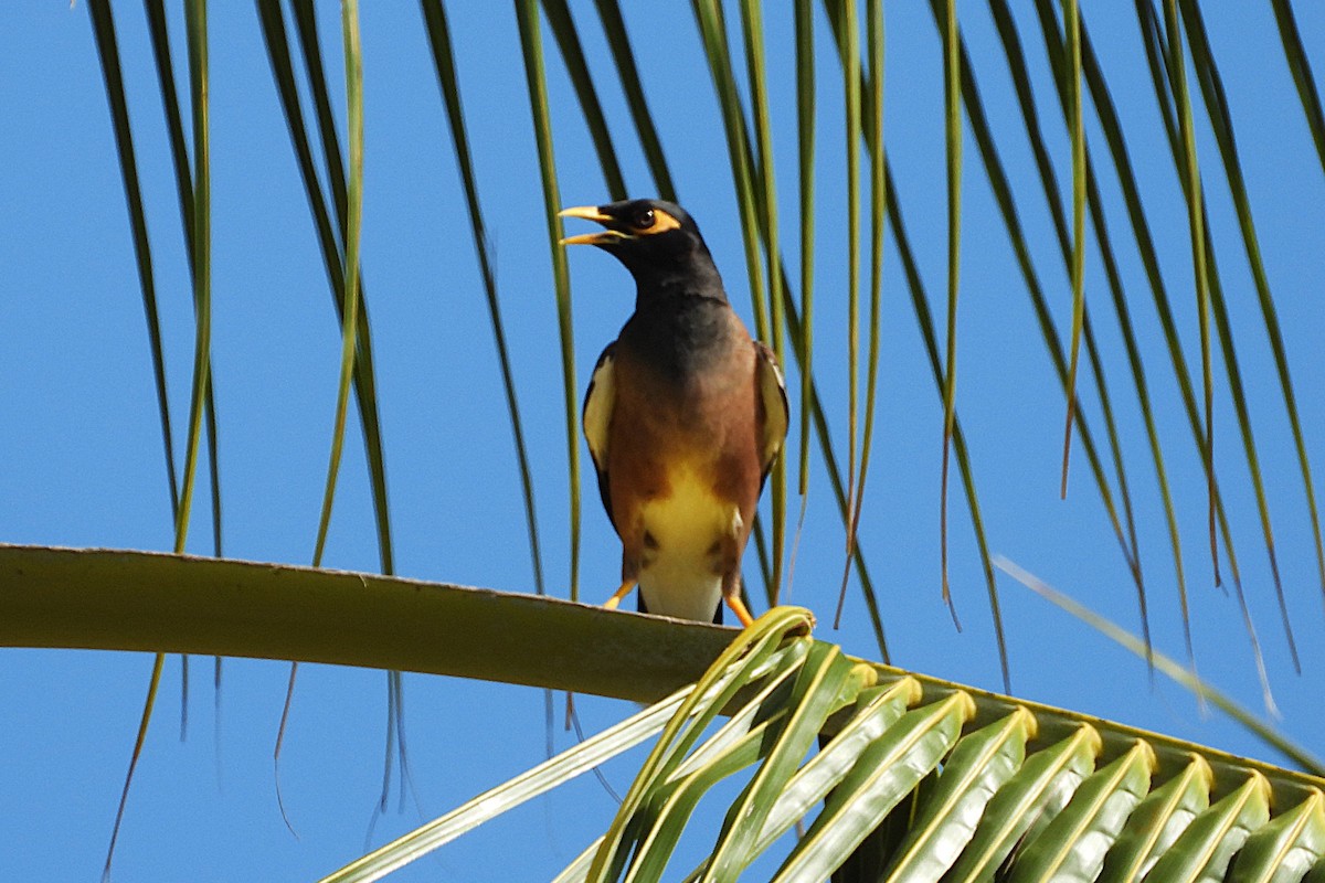 Common Myna - ML646382214