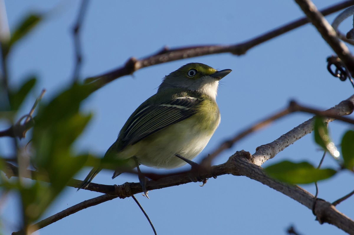 White-eyed Vireo - ML646382217