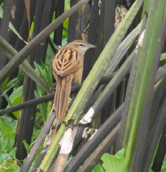 Striated Grassbird - ML646382218