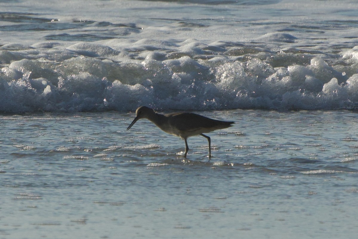 Willet - ML646382219