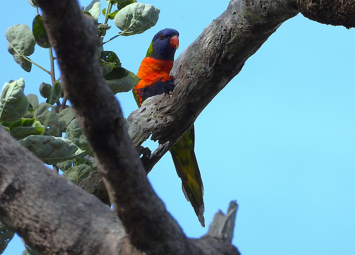 Rainbow Lorikeet - ML646382220