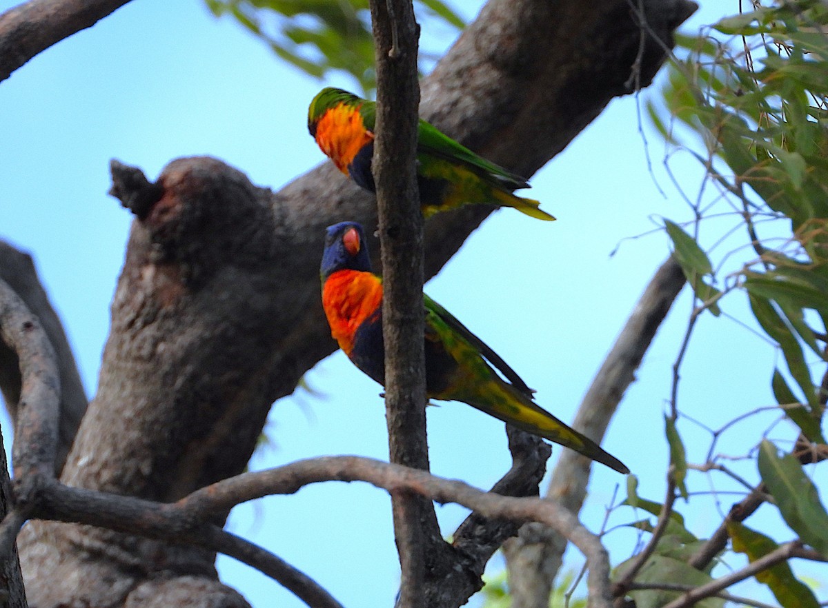 Rainbow Lorikeet - ML646382223