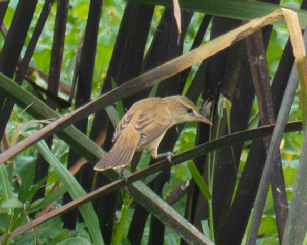 קנית אפריקנית - ML646382226