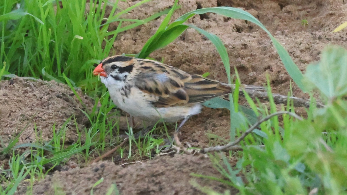 Pin-tailed Whydah - ML646382227