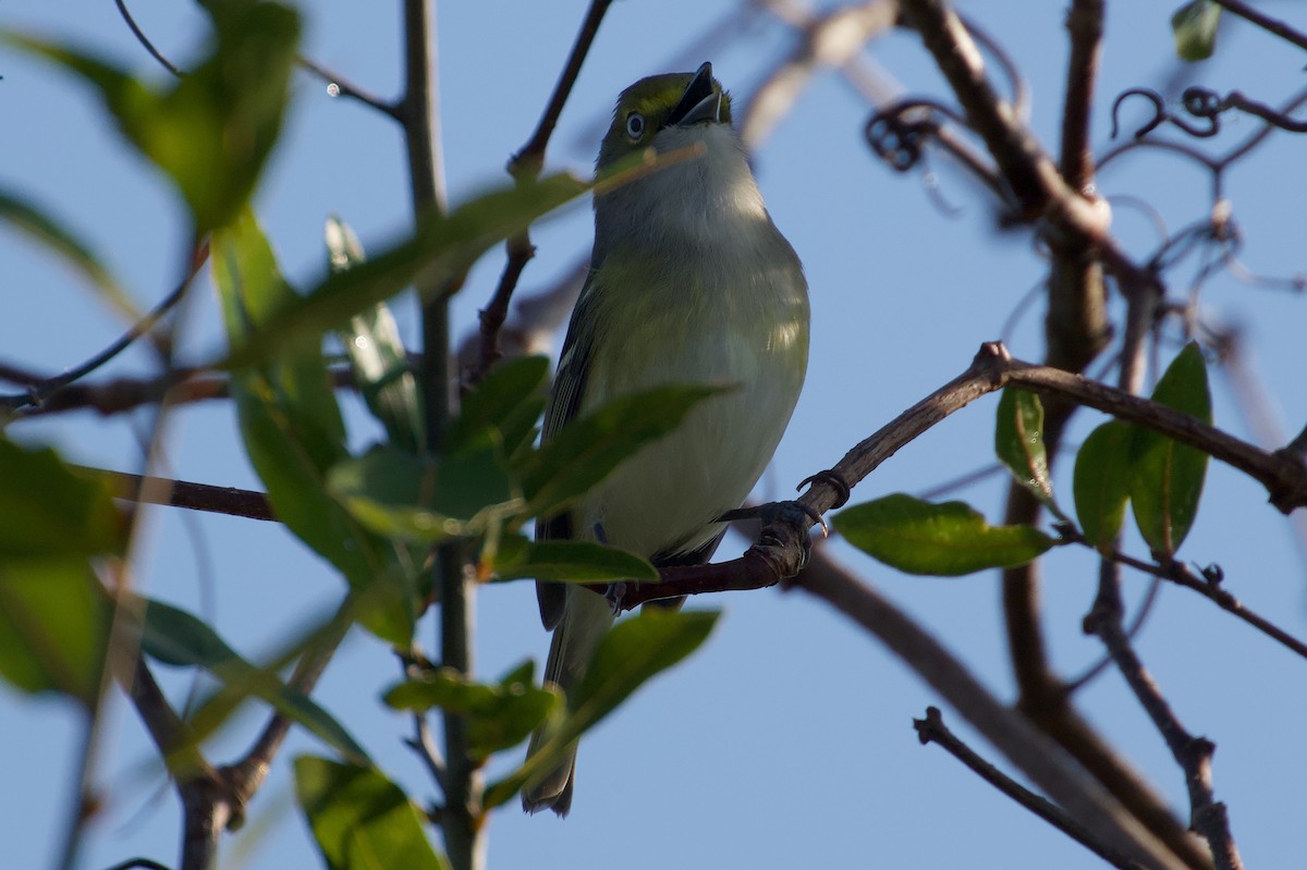 White-eyed Vireo - ML646382228