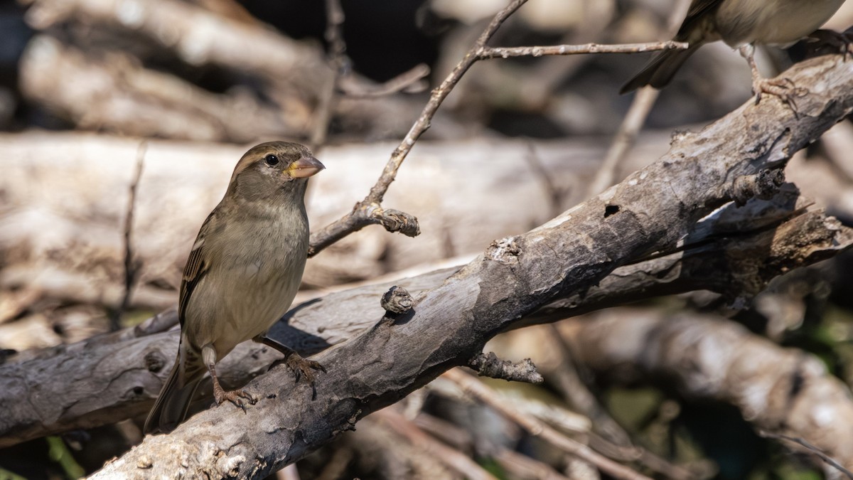 House Sparrow - ML646382229