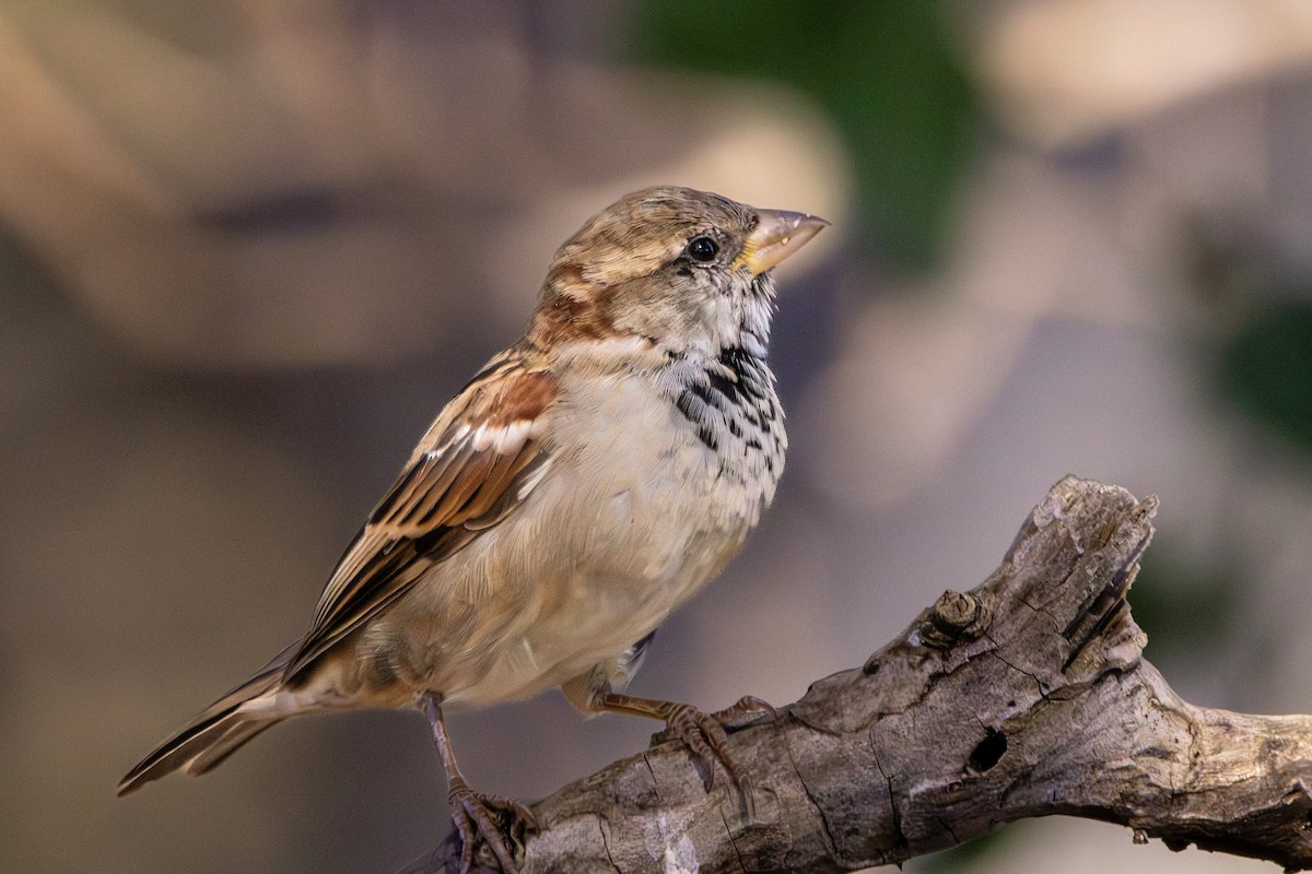 House Sparrow - ML646382230