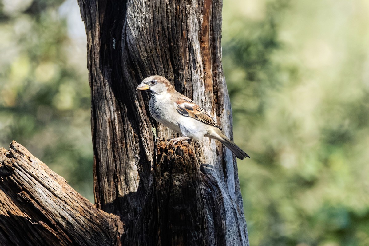 House Sparrow - ML646382231