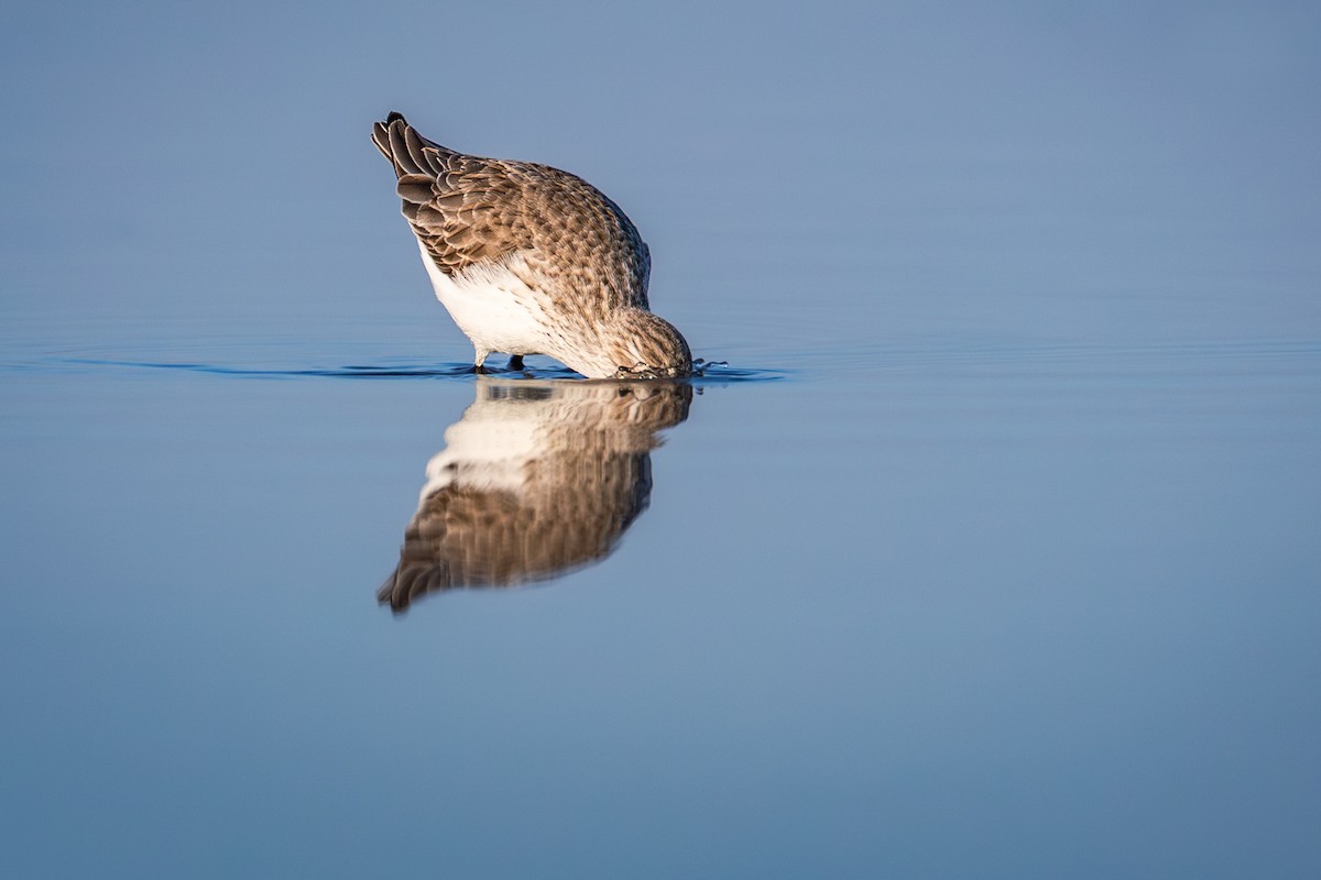 西濱鷸 - ML646382232