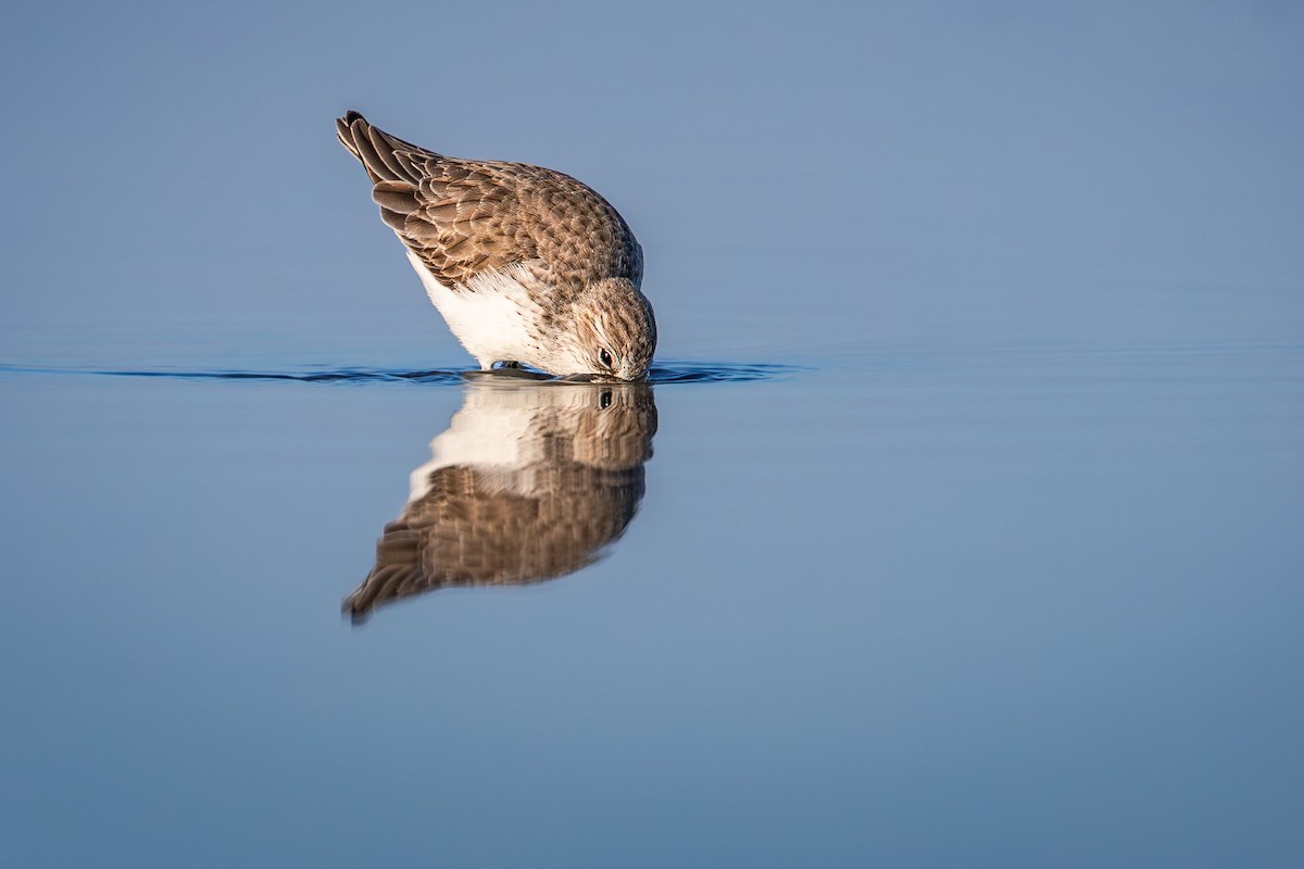 西濱鷸 - ML646382233