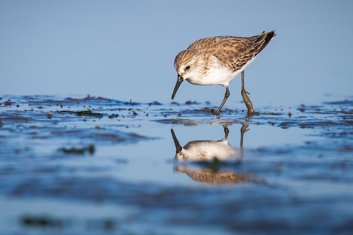 西濱鷸 - ML646382234