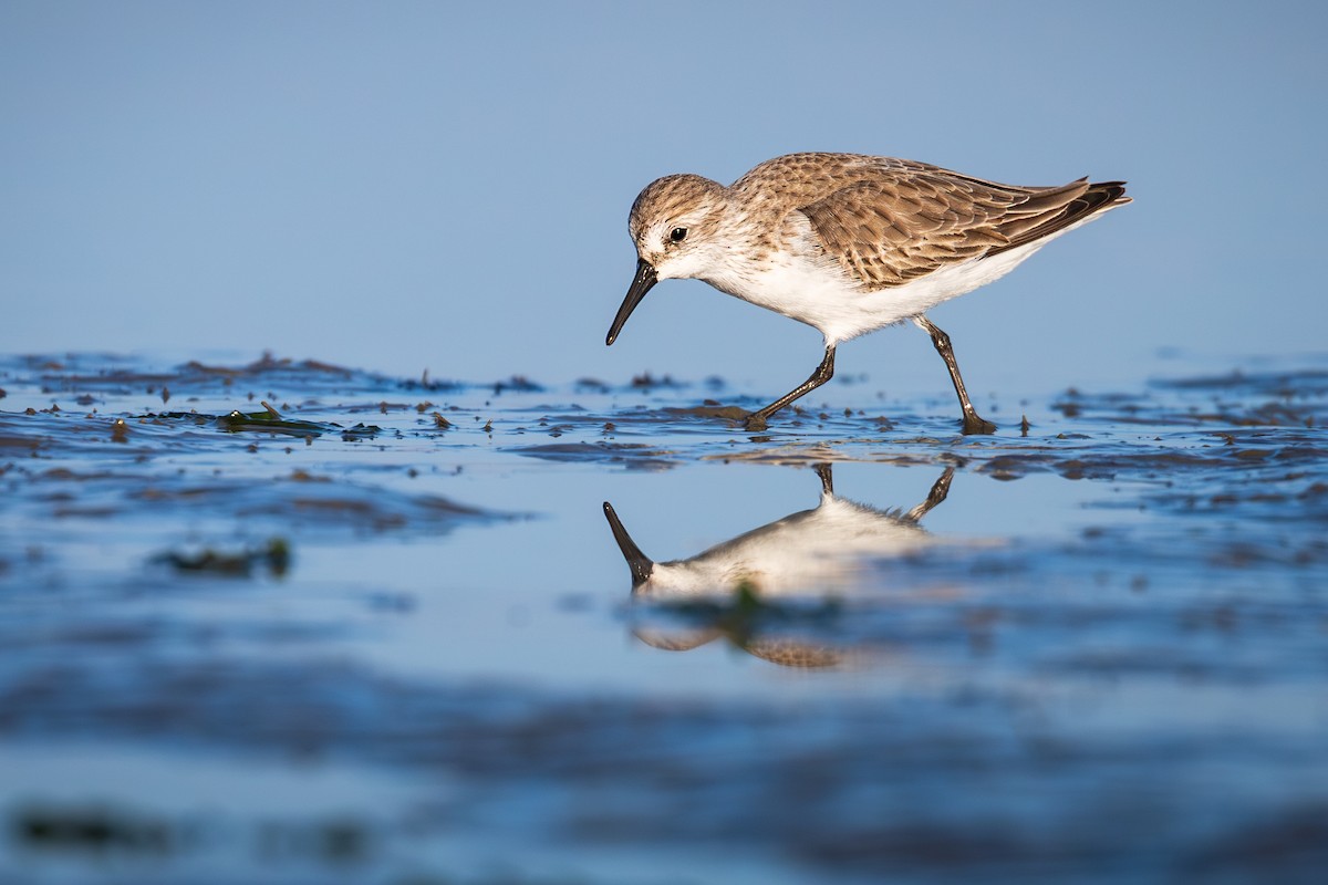 西濱鷸 - ML646382235