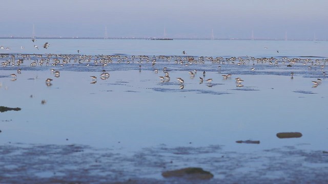 西濱鷸 - ML646382238