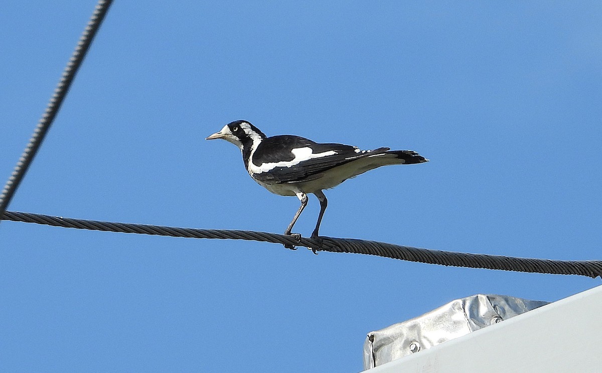 Magpie-lark - ML646382239
