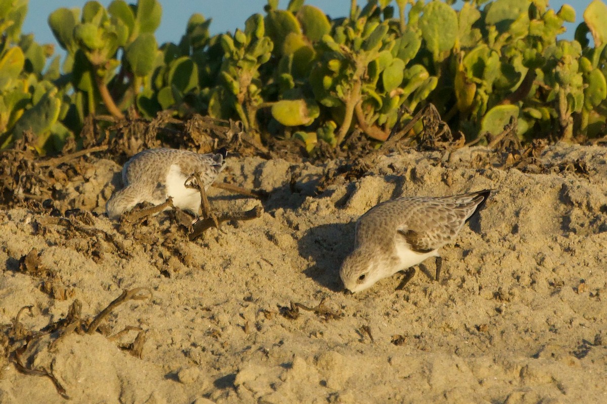 Sanderling - ML646382240