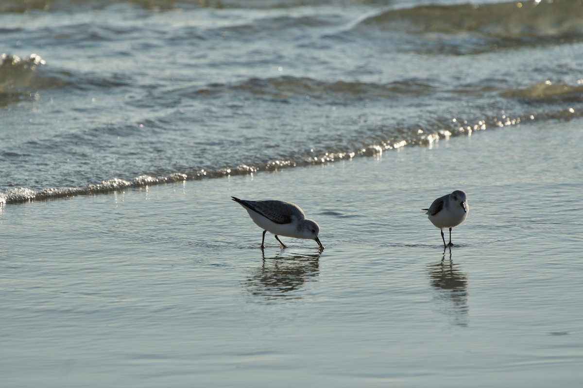 Sanderling - ML646382241