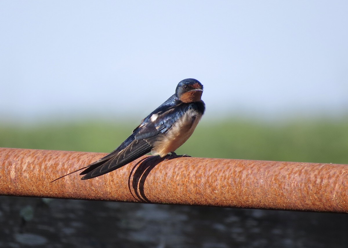 låvesvale - ML646382243