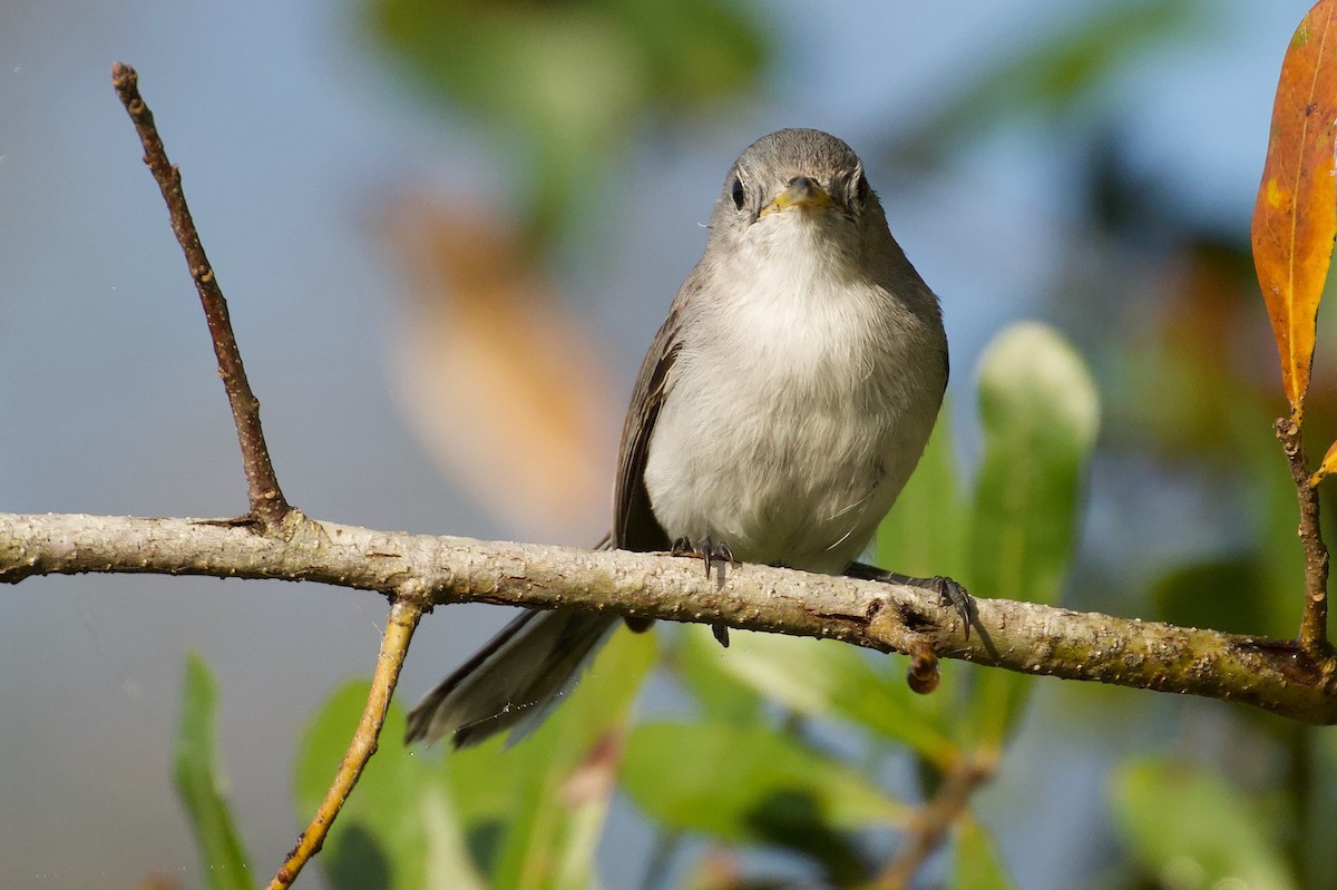 leskot modrošedý - ML646382249