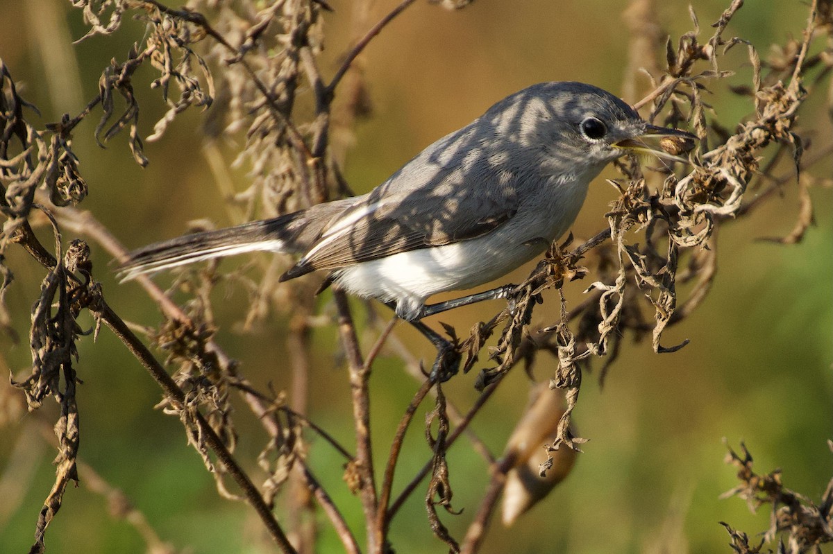 leskot modrošedý - ML646382250