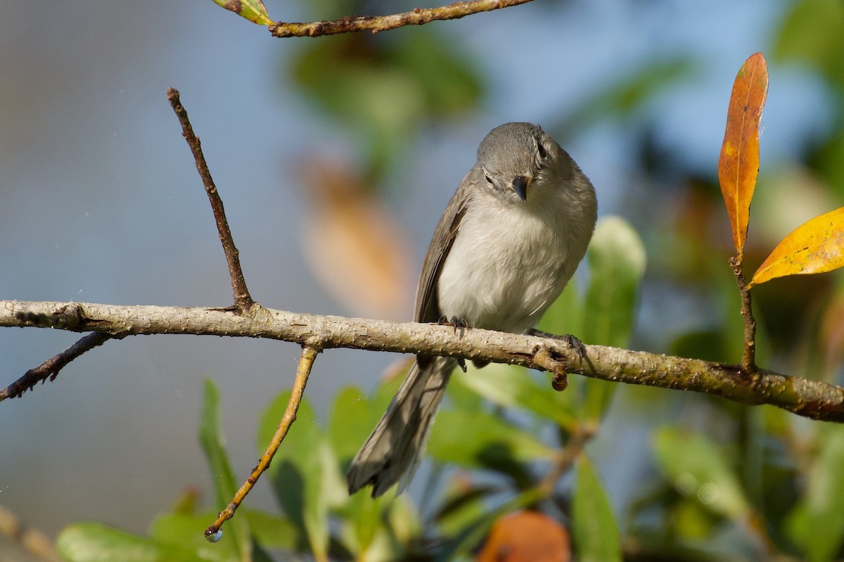 leskot modrošedý - ML646382251