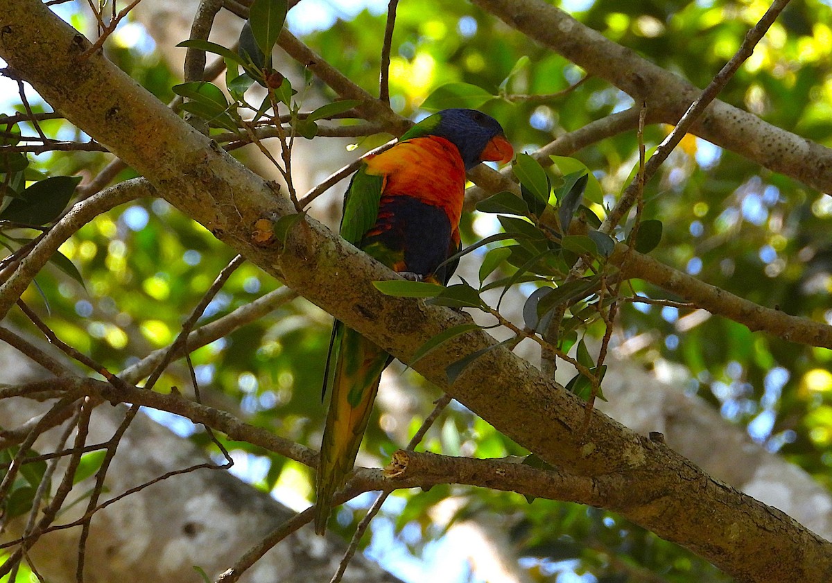 Rainbow Lorikeet - ML646382256
