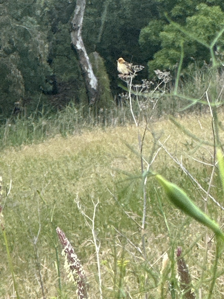 Golden-headed Cisticola - ML646382258