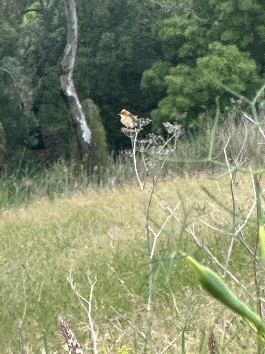 Golden-headed Cisticola - ML646382259