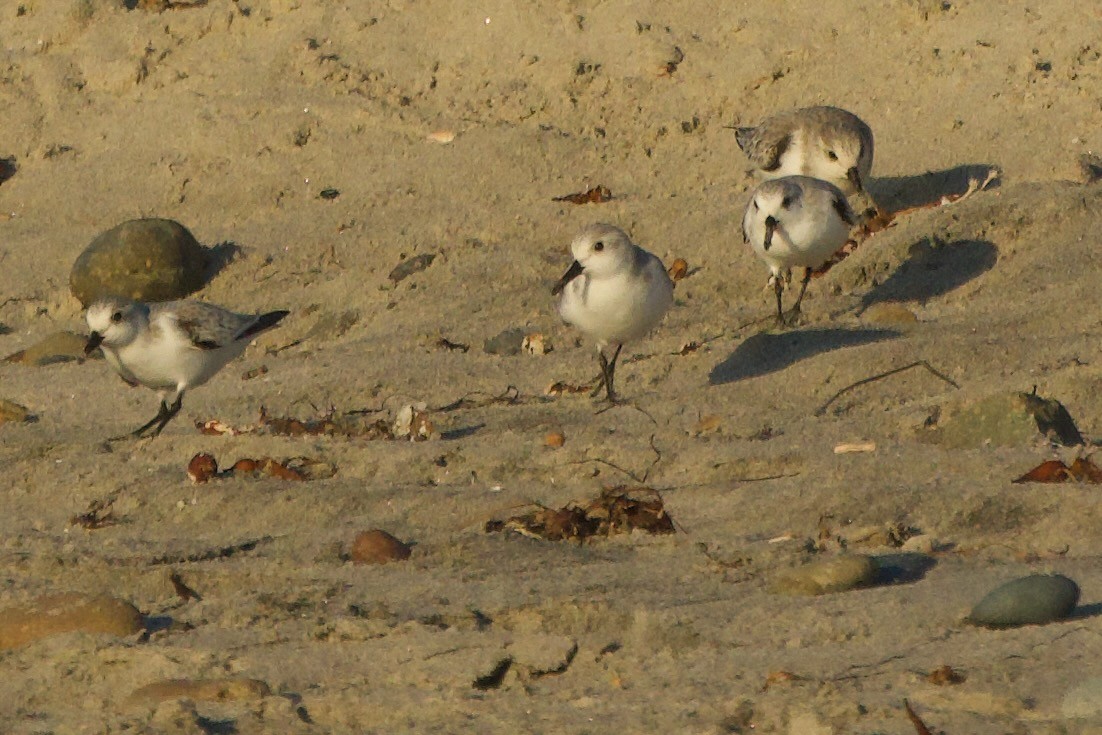 Sanderling - ML646382260