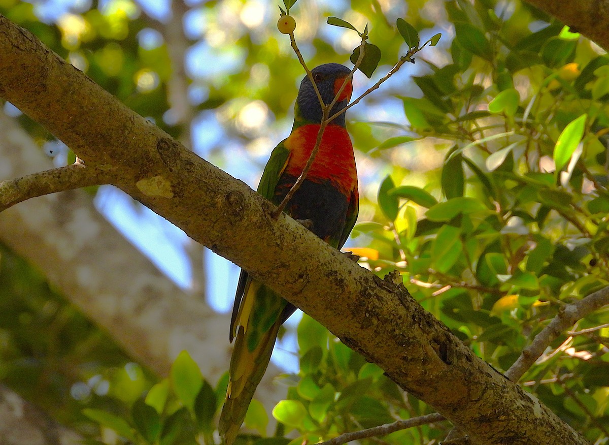 Rainbow Lorikeet - ML646382261