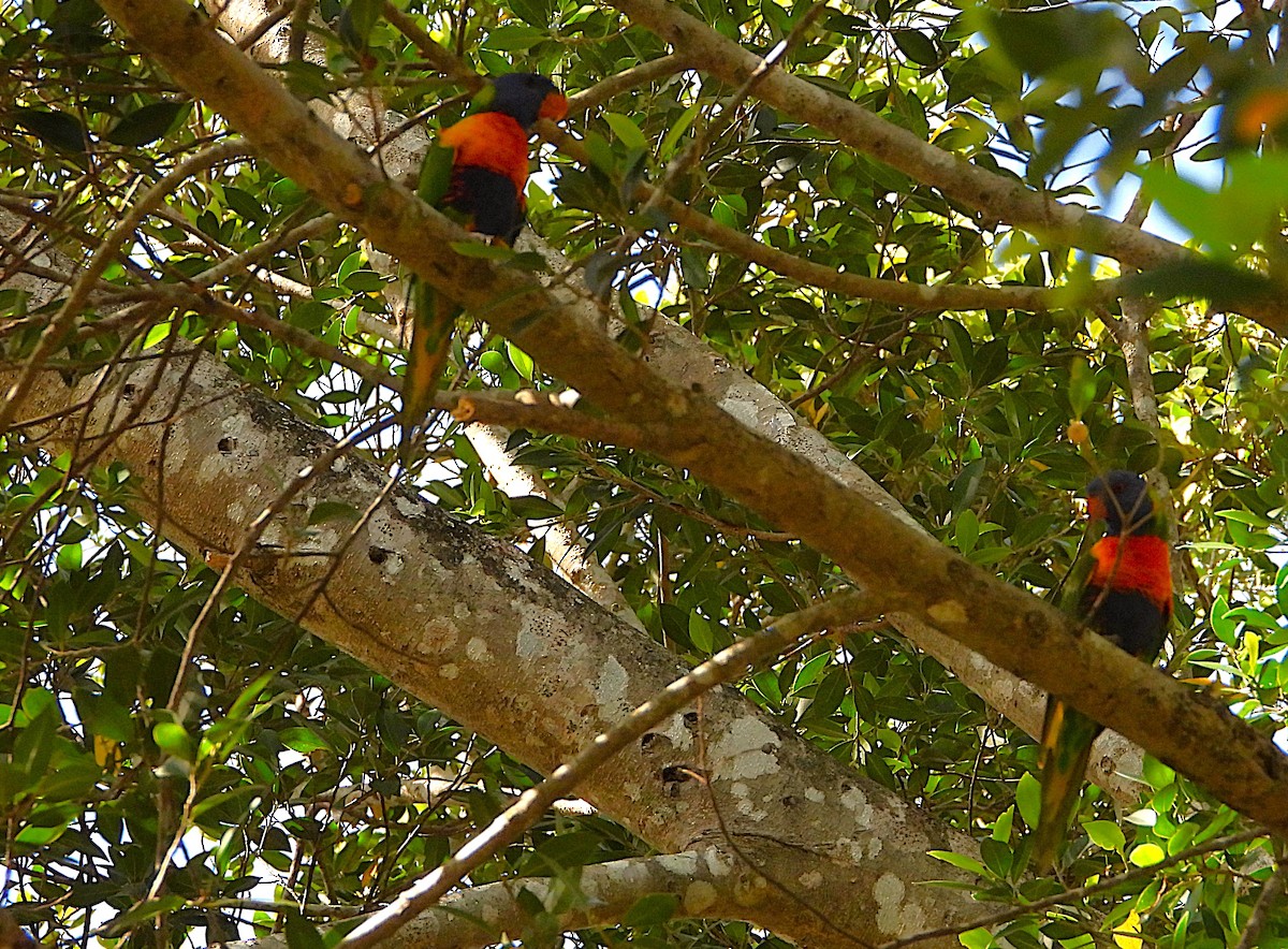 Rainbow Lorikeet - ML646382262