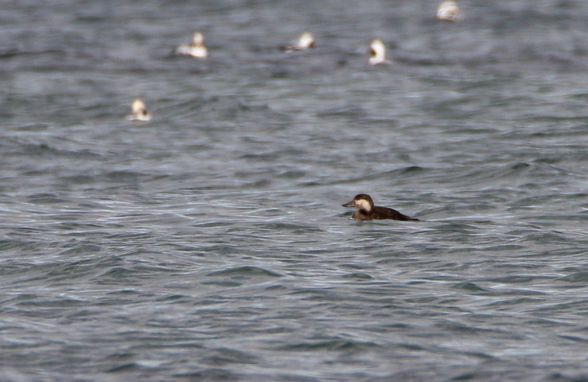 Black Scoter - ML646382263