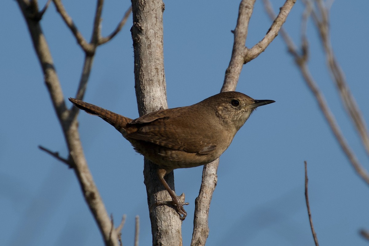 Northern House Wren - ML646382264