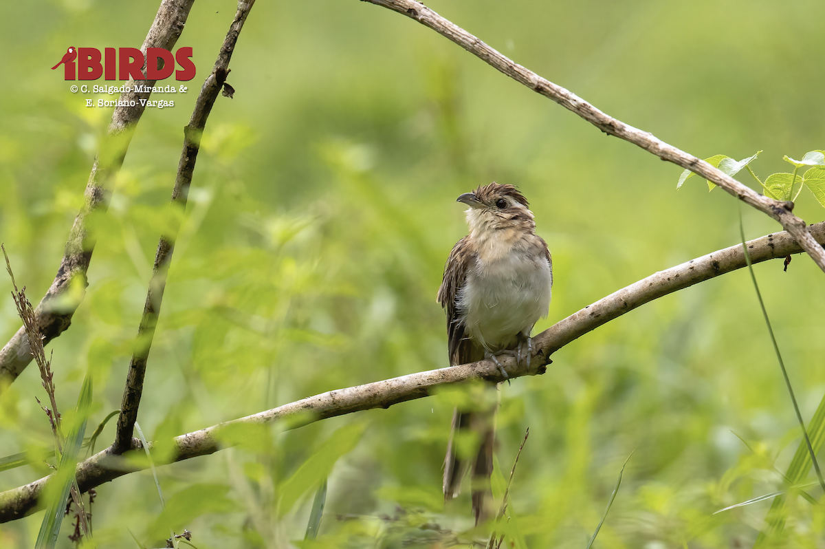 Striped Cuckoo - ML646382269
