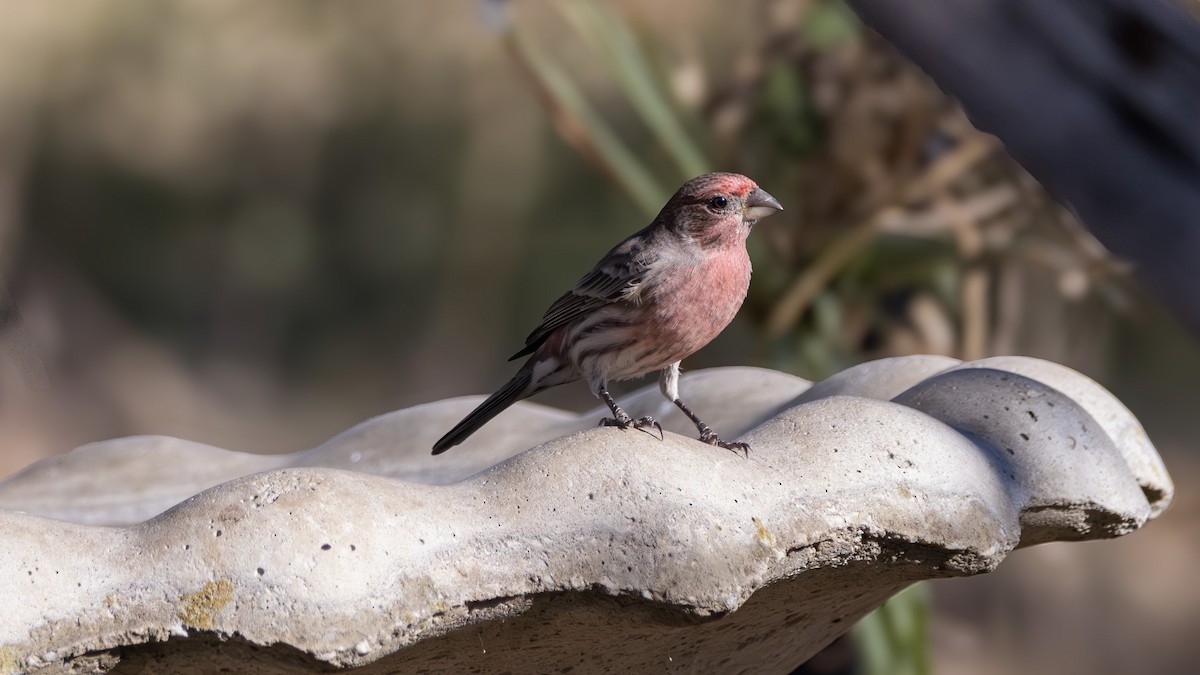 House Finch - ML646382270