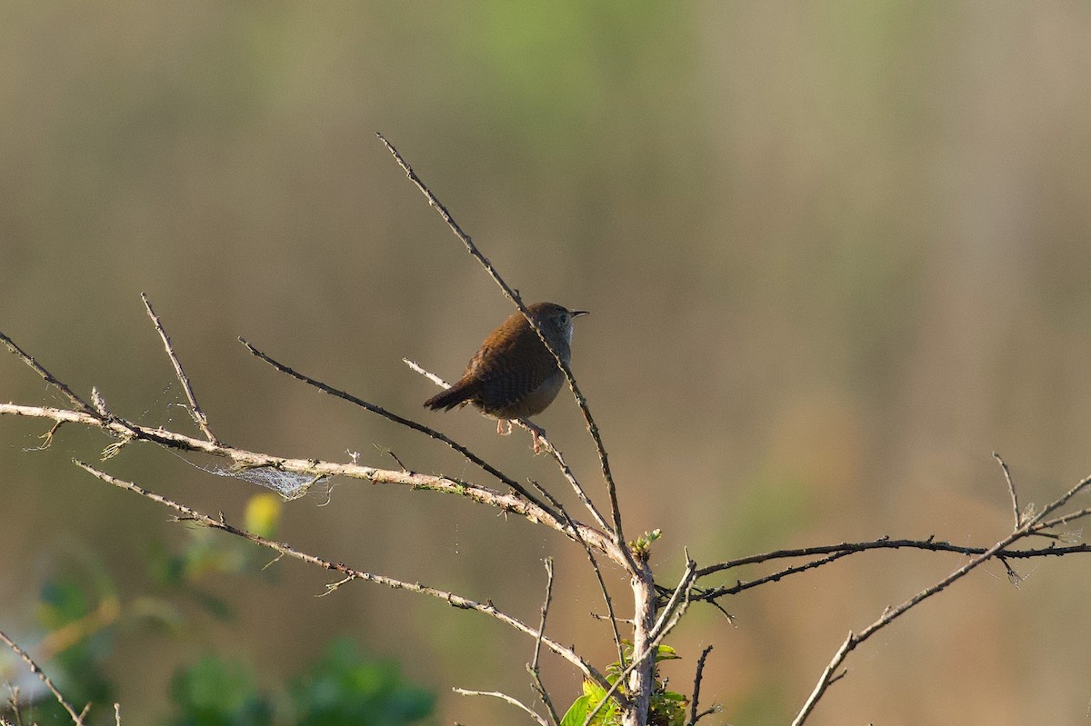 Northern House Wren - ML646382271